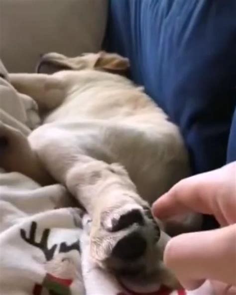 Tickling your dog's foot as it sleeps [Video] | Funny dogs, Dogs, Funny