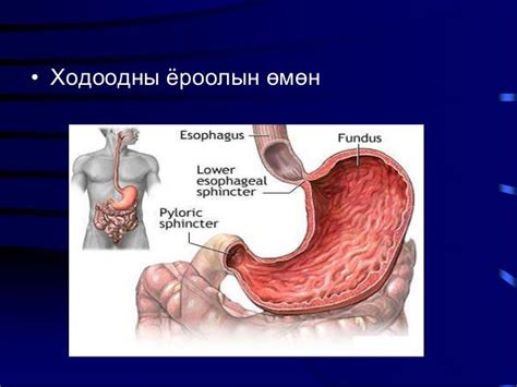 Ходоодны хорт хавдар
