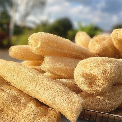 luffa sponge etsy