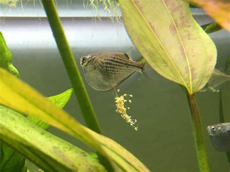 570 best Duckweed images on Pholder | Planted Tank, Aquariums and