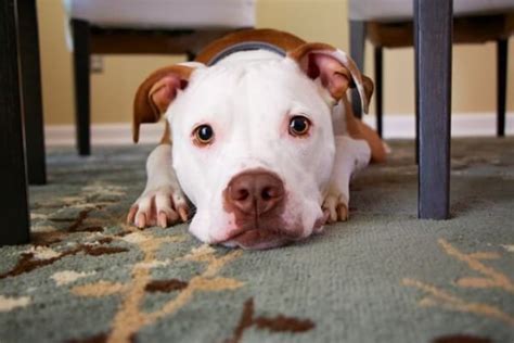 how to let a dog know they did something wrong