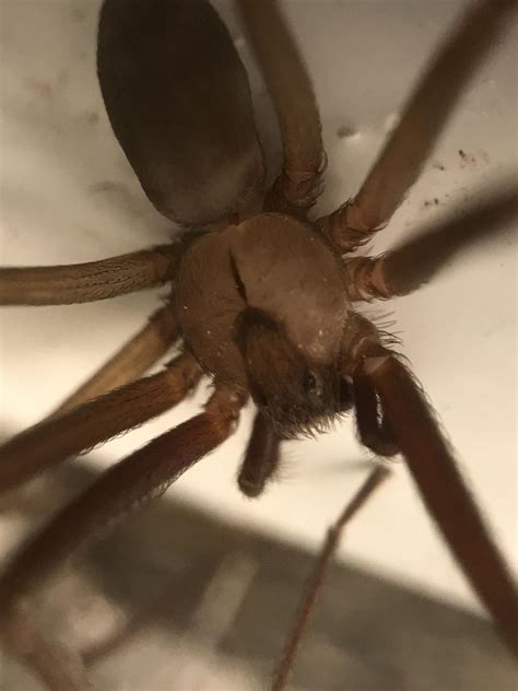 Fiddle back in my grow tent this morning : r/pics