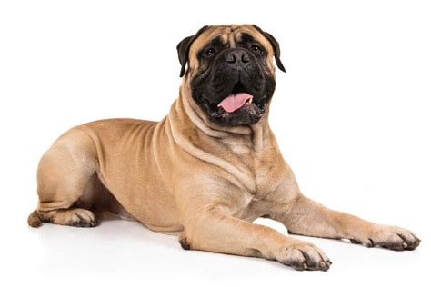 Mastiff Breeds Pictures - Asesores