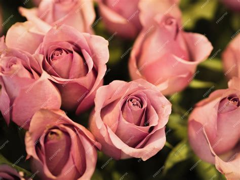 photo close   beautiful fresh roses