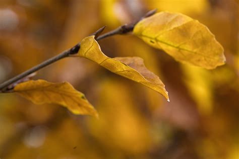 leaves branch close   photo  pixabay pixabay