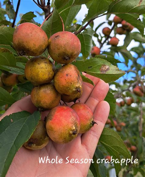 crab apple tree 7
