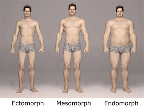 Ectomorph Body Type: Guide to Bodybuilding & Diet - Old School Labs