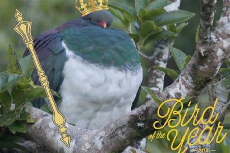 Look: Kereru named Bird of the Year in New Zealand - UPI.com