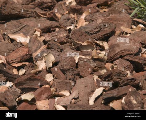 Barks Stock Photo - Alamy