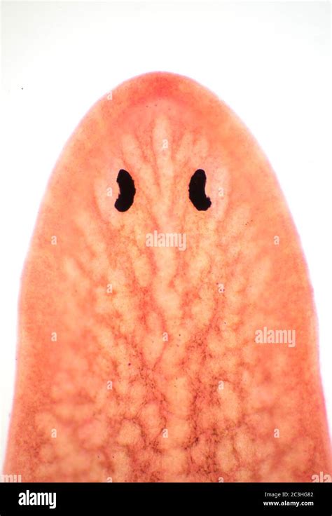 Planaria flatworm, microscope view Stock Photo - Alamy