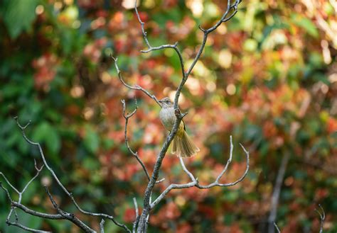 Mia Khalifa Wallpapers Photos, Download The BEST Free Mia Khalifa