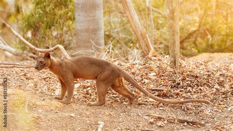 Madagascar fossa. Apex predator, lemur hunter. Side view, fossa male ...