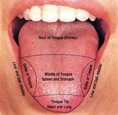 The Parts of Tongue Body Interpret Your Health