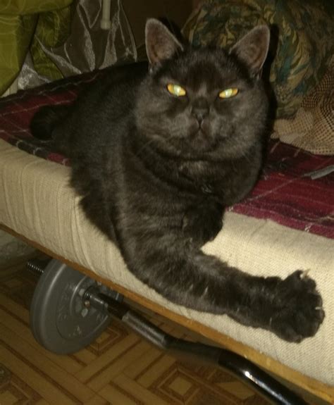 Кошка качок | Пикабу
