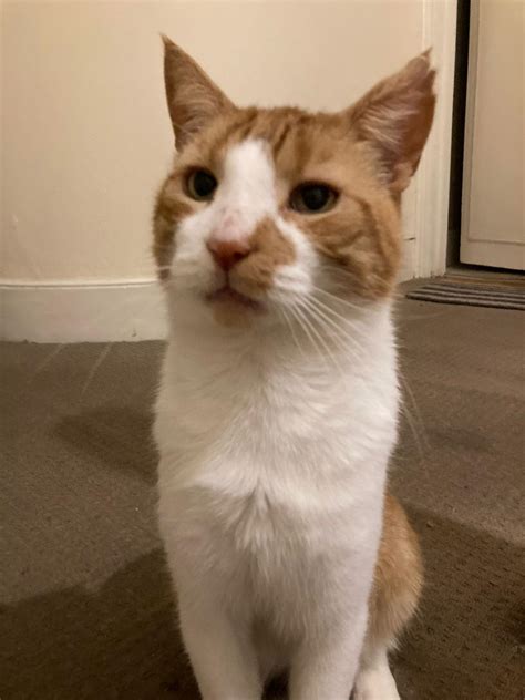 all about cats rescue 1