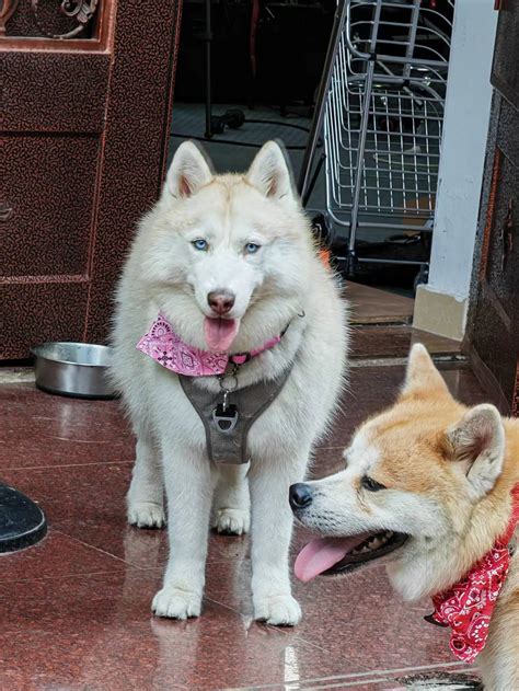 TW Pornstars - 1 pic. Naomi Wu 机械妖姬. Twitter. Facai still has a few