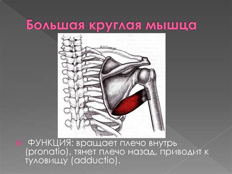 Миология. Мышцы. Классификация мышц - презентация онлайн