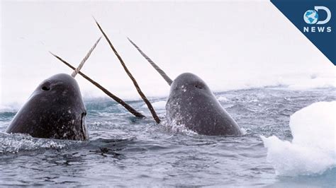 Amazing Facts About The Narwhal Tusk! - YouTube