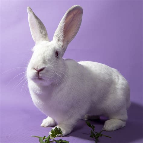 Kellie the Sassy Rabbit | Humane Society of Southern Arizona