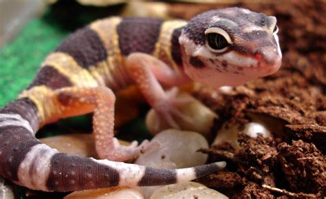 gecko reptiles wiki fandom