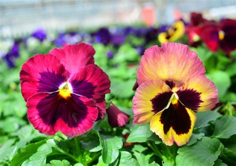 Pansy Viola wittrockiana Rose Medley from Hillcrest Nursery