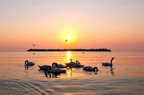 sunrise  sea  beautiful swans stock photo