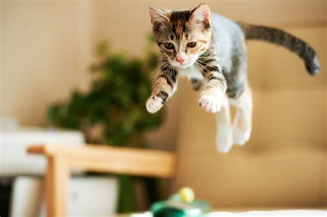 cats  land   feet righting reflex explained