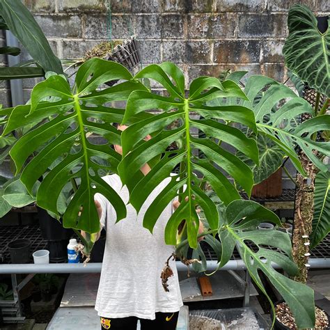 Monstera deliciosa special form (M. deliciosa form 6)