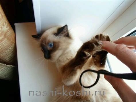 Как отучить котенка кусаться и царапаться | Все о кошках