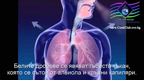 Устройство на дихателната система - YouTube