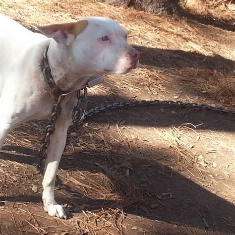How Do You Leash Train An Abused Dog