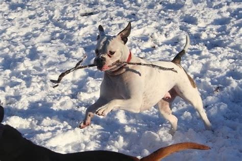 Growth American bulldog - Puppy weight chart American bulldog