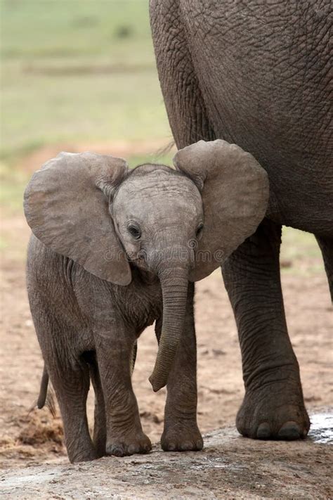 African Elephant Baby stock image. Image of africa, real - 14840641