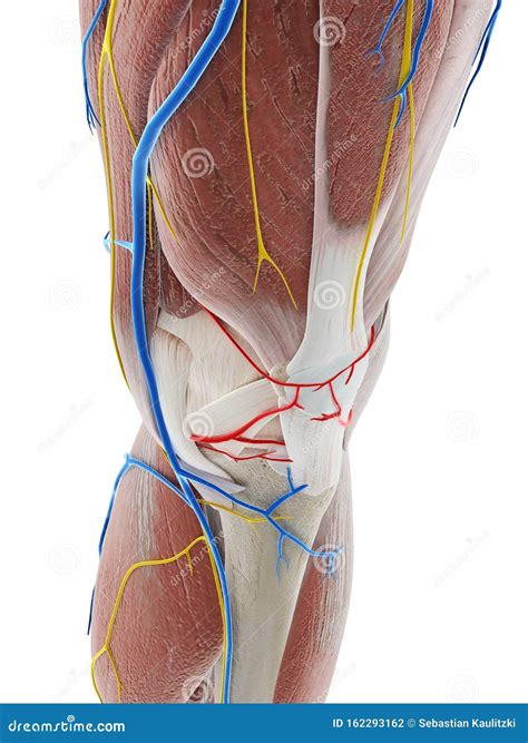 Anatomy Of The Knee_Fat Pad Impingement Syndrome Vector Illustration
