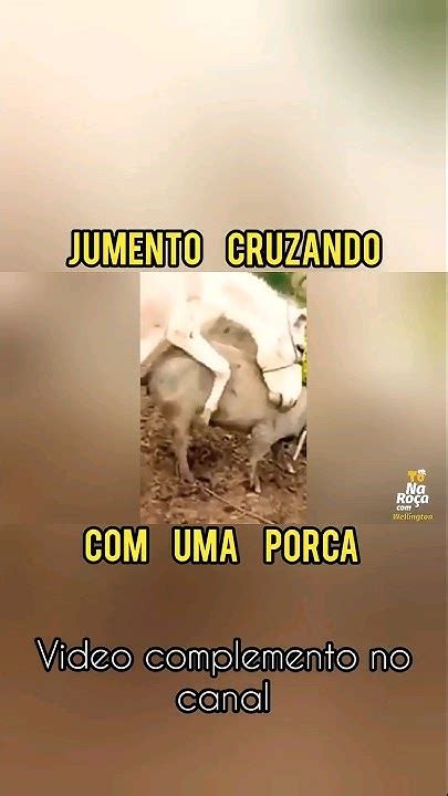 Jumento Transando Com A Porca - JUMENTO CRUZANDO COM PORCA ?? - YouTube