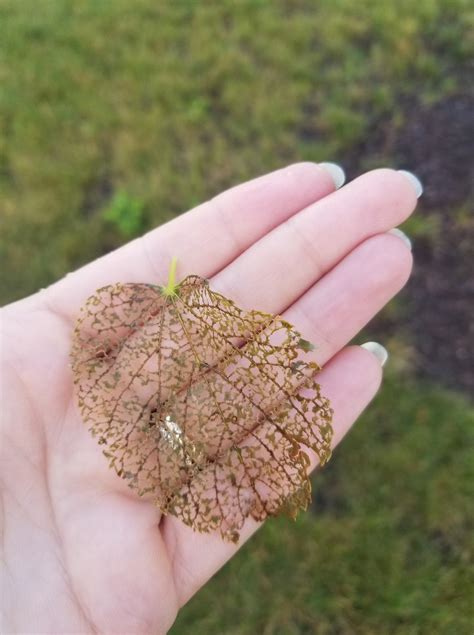 ️JAPANESE BEETLE ALERT... - North Central Turf & Landscaping