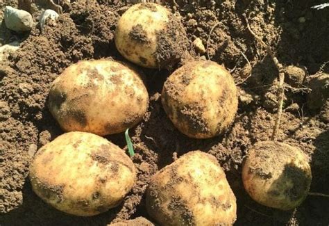 10 Best Heirloom Potato Varieties to Grow & What Makes Them So Special