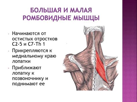 Мышцы туловища и конечностей - презентация онлайн