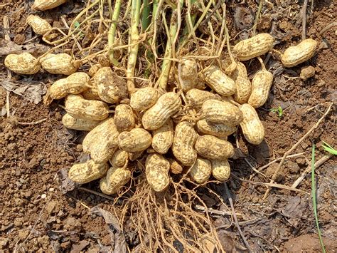 pohon kacang tanah namanya