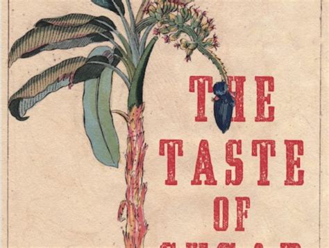 taste  sugar palo magazine