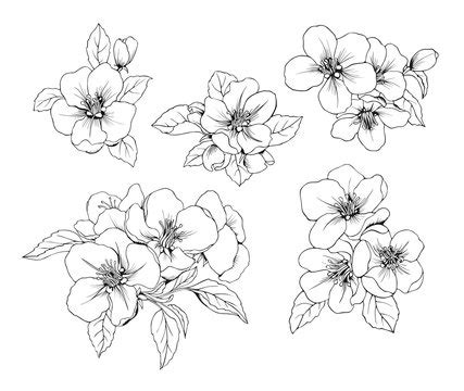 Apple Blossom Flower Drawing - art-scalawag