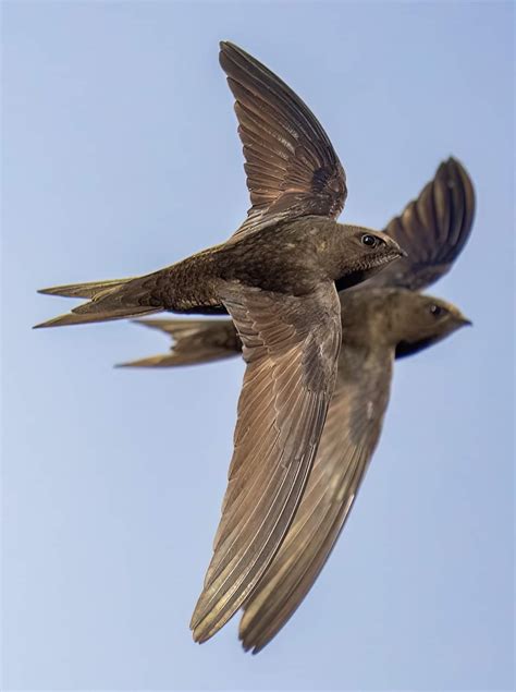 save seafords swifts renaturing seaford