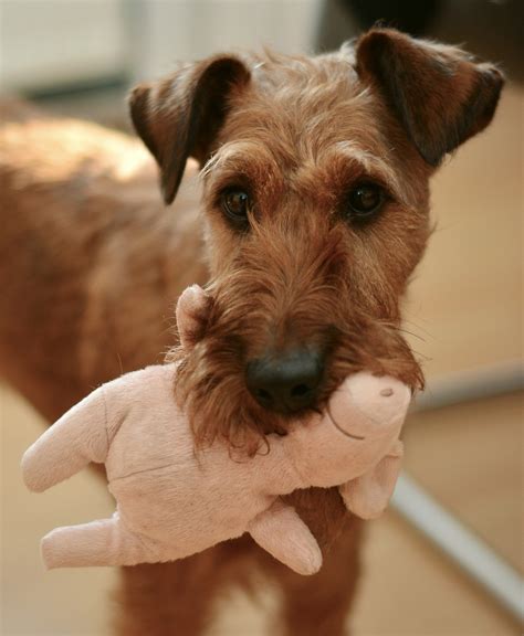 Why Isnt My Dog Producing Milk For Her Puppies