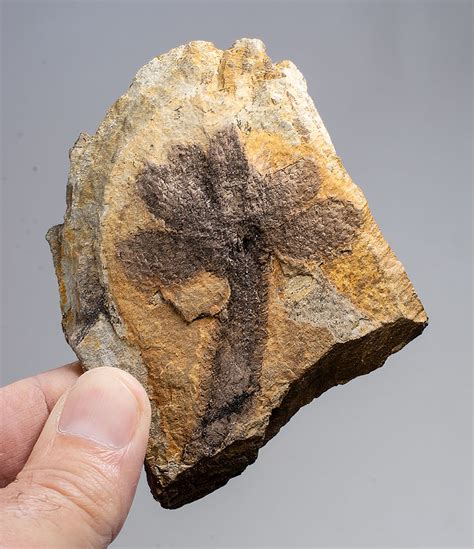 jurassic gymnosperm cones  natural canvas