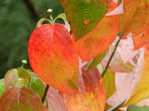dogwood leaves