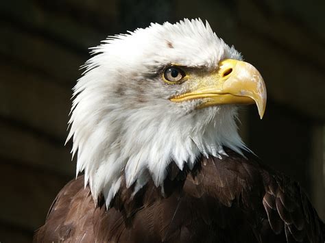 bald eagle raptor  photo  pixabay