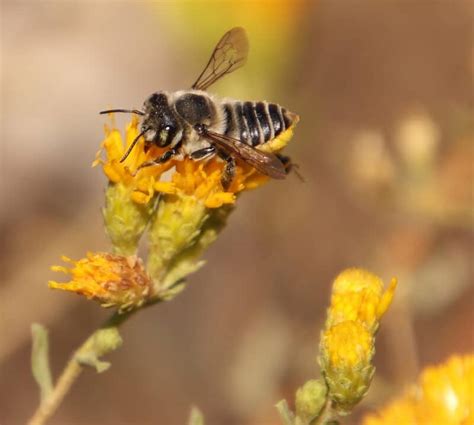 The Leafcutter Bee: Everything You Need To Know