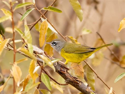 winter warbler  nature friend magazine