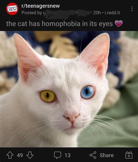 based cat rpoliticalcompassmemes