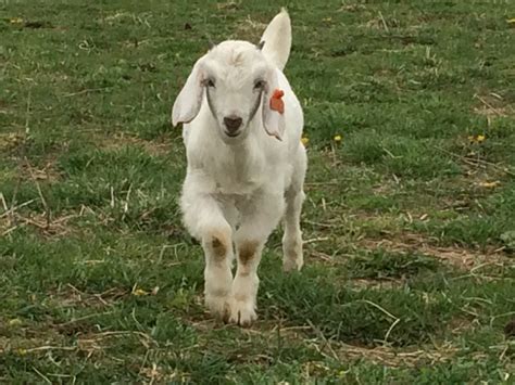 purebred buck – C&M Farm Savanna Goats, LLC